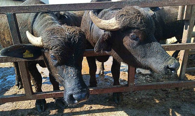 Eskişehir'de hayvan yetiştiricilerine 113 milyon TL destek