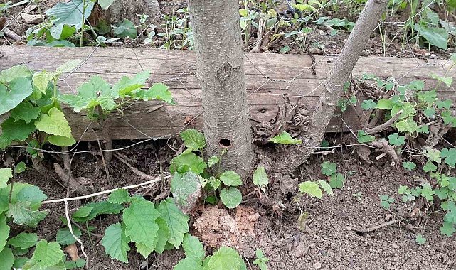 Fındığın kanseri 'Drakula' son evrelerini yaşıyor