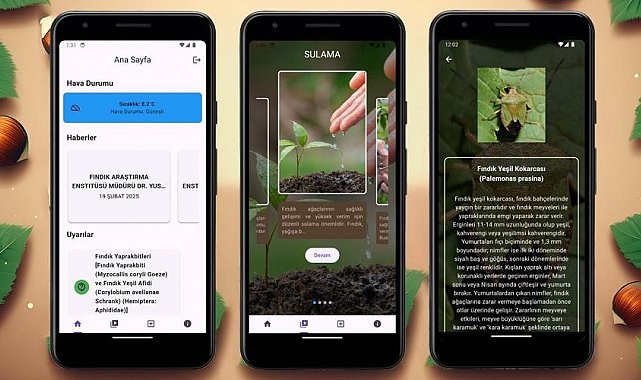 Fındık üreticilerine yapay zeka destekli mobil uygulama
