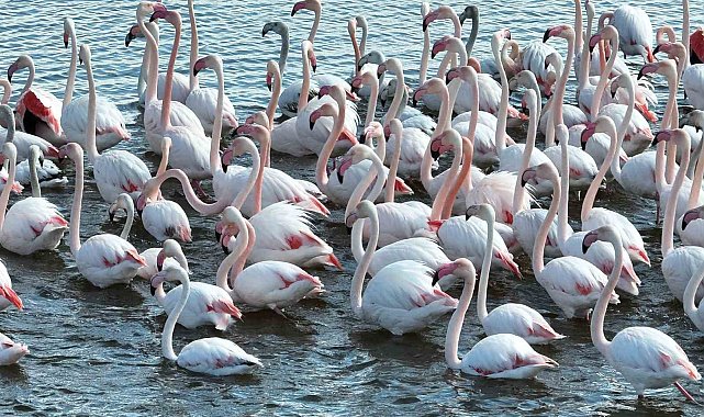 Flamingolar dronla görüntülendi