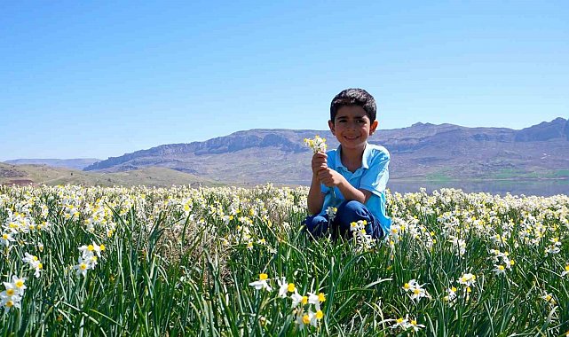 Gerger'de yabani nergisler ilgi odağı oldu