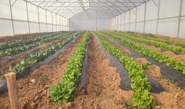 Giresun'da seracılık projesi ilk meyvelerini verdi
