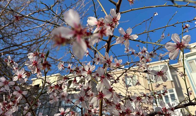Güneşe aldanan badem ağaçları çiçek açtı