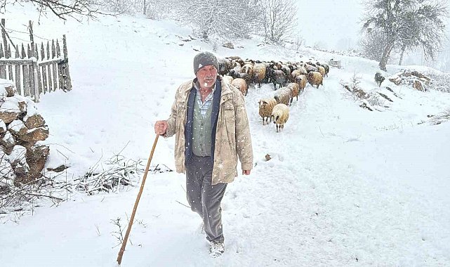 Hayvanlarını otlatmak için meraya çıkan çobanlara kar sürprizi