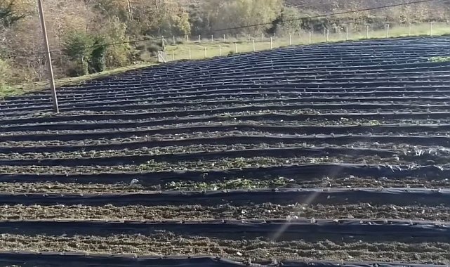 İngiltere'den döndü, devlet desteğiyle lavanta bahçesi kurdu