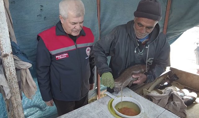 Isparta'da Alabalık sağımı tamamlanıyor: 110 Milyon yavru üretildi