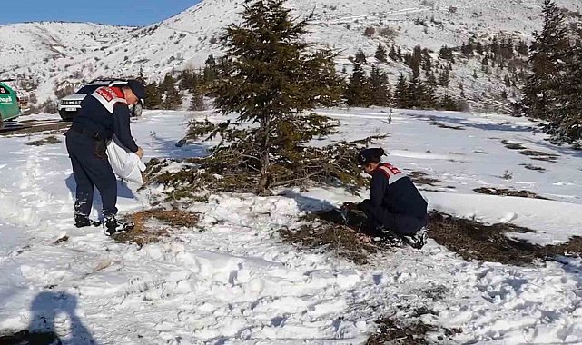 Jandarmanın yem bıraktığı alanlarda hayvanlar fotokapanlarla görüntülendi