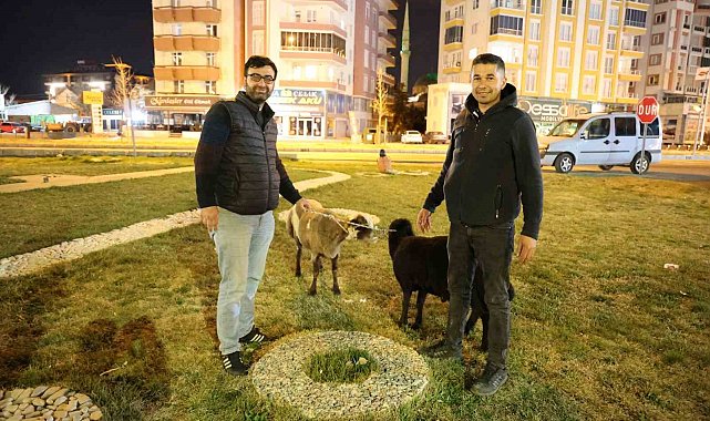 Kamyonetten yola düşen "Mor Karaman" ırkı koyunlar başıboş bırakıldı