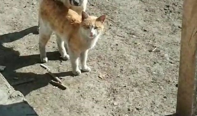 Kars'ta sıcak dostluk: Kedi ile köpeğin samimi anları kamerada