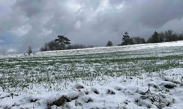 Kastamonu'da Mart ayına kadar devam eden kar yağışları siyez üreticilerinin yüzünü güldürdü