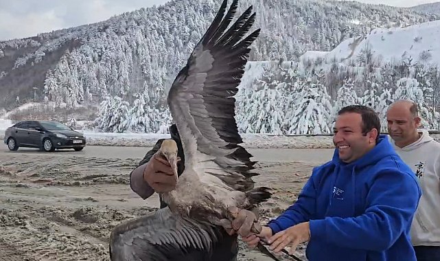 Kastamonu'da tedavi edilen turna doğaya salındı