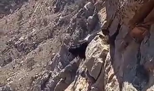 Kayalıkta mahsur kalan keçiler 3 gündür kurtarılmayı bekliyor