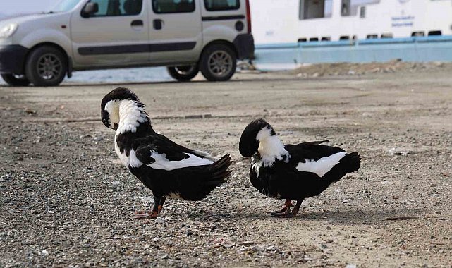 Keban Baraj Gölü zengin fauna çeşitliliği ile dikkat çekiyor