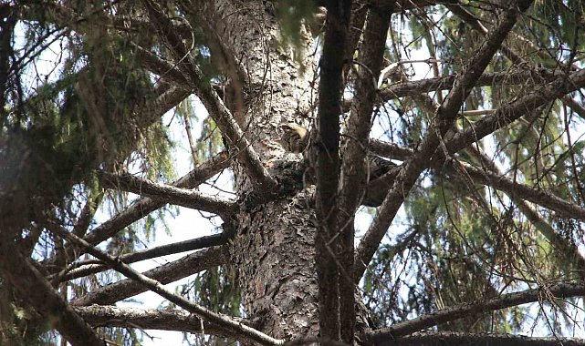 Kedi için canını hiçe saydı