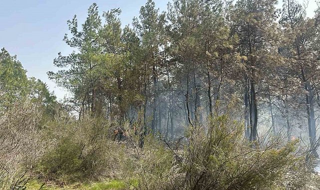 Kemer'deki orman yangını kontrol altına alındı, 2 hektarlık alan zarar gördü