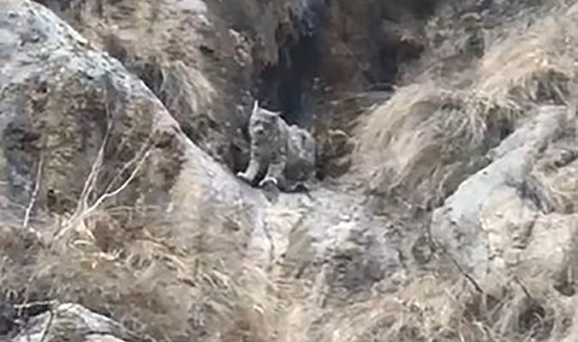 Kırmızı listede yer alıyor: Yok böyle kamuflaj