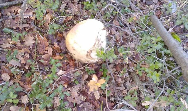 Konya'da bulunan kafatasıyla ilgili çalışmalar sürüyor