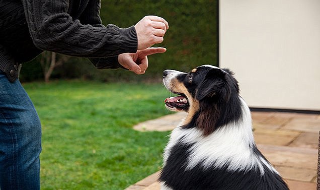 Köpeklere Ceza Vermek Davranış Eğitiminde Ne Kadar Etkili