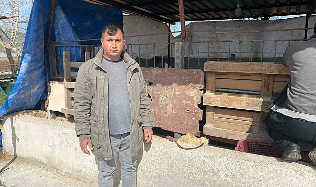 Koyunları telef eden sokak köpekleri ahırda uyuyakaldı