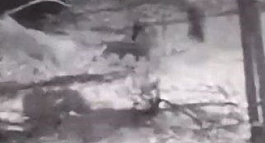 Kurtlara tek başına karşı koydu