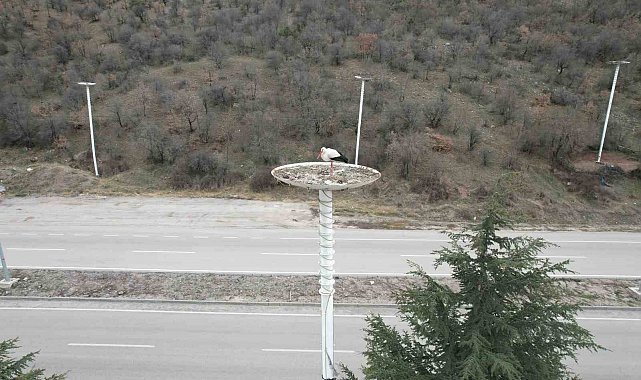 Leylek Apartmanı sakinleri yuvalarına döndü