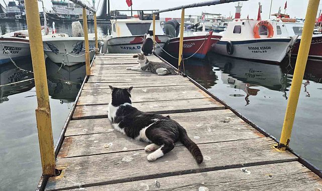 Limanın patili bekçileri: Onlarcası sabah balıkçıları bekliyor