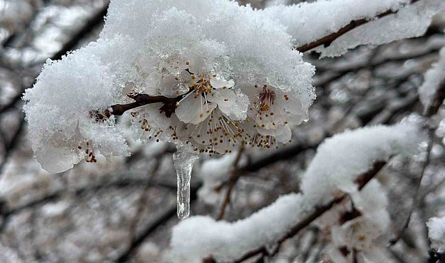 Malatya'da kayısı bahçeleri don tehlikesiyle karşı karşıya
