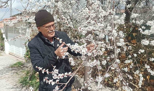 Malatya'da kayısı üreticileri zirai don tehlikesiyle karşı karşıya
