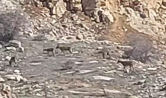 Malatya'da onlarca yaban keçisi sürü halinde görüntülendi