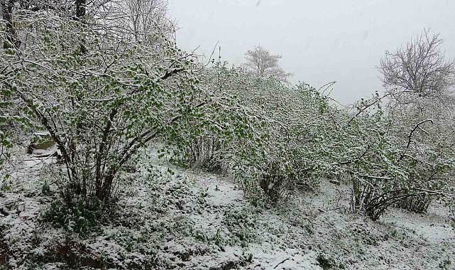 Mart ayında gelen kar fındık üreticilerini endişelendiriyor