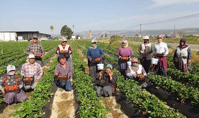 Mersin'de çilekte ihracat başladı
