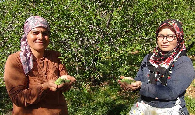 Mersin'de yüzde elli rekolte düşüşü yaşanan badem çağlası Dubai'ye ihraç ediliyor