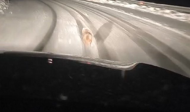 Muş'ta aç kalan kurt yola indi