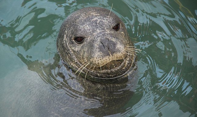 Nesli tükenme tehlikesi altında olan Akdeniz Foku Kuşadası'na misafir oldu