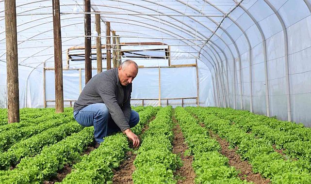 Ordu'da Büyükşehir yetiştiriyor, üreticiler kazanıyor
