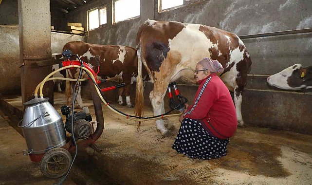 Ordulu besicilerin verimini arttıran destek