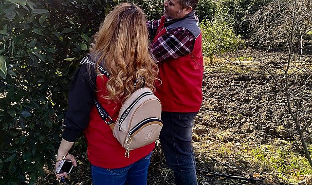 Ortaca'da meyve bahçelerinde zarar tespit çalışmaları devam ediyor