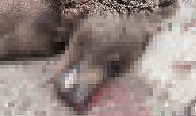 Otomobilin çarptığı bozayı telef oldu