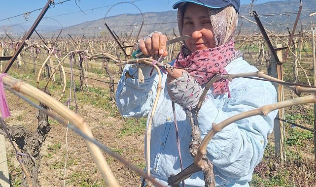 Ramazan ayında bağlarda hummalı çalışma