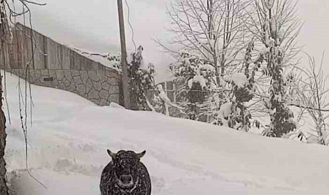 Rize'de kışlık ahırından kaçan boğa yazlığında bulundu