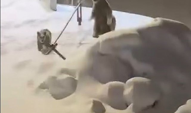 Sarıkamış'ta anne ve yavru ayılar görüntülendi