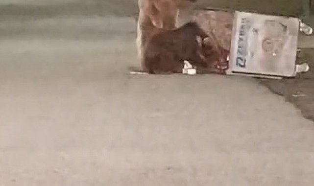 Sarıkamış'ta kış uykusundan uyanan ayılar sokaklarda görüldü