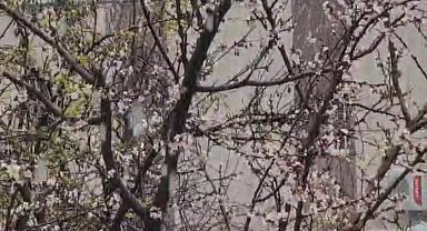 Siirt'te bahar ve kış aynı anda yaşandı