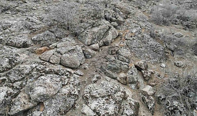 Şırnak'ta dağ keçileri dronla görüntülendi