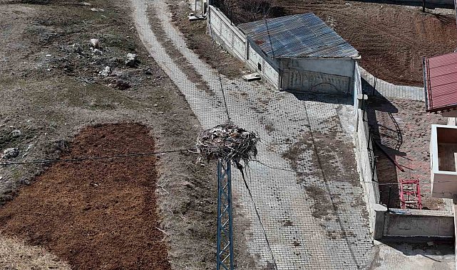 Sivas'ın 'Leylekli köyü', baharın müjdeleyicilerini bekliyor
