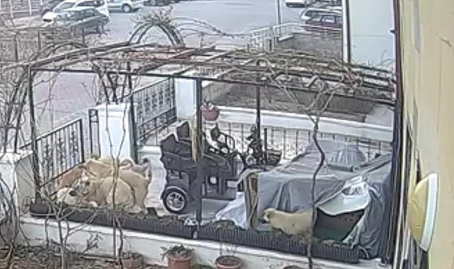 Sokak köpekleri kediyi telef etti, o anlar kameralara yansıdı