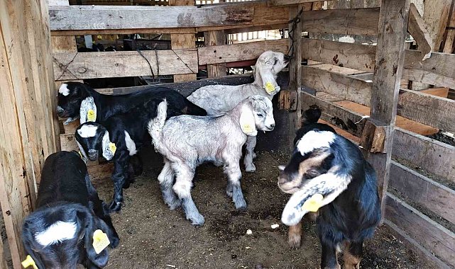 Söke'de küçükbaş hayvanlar aşılandı