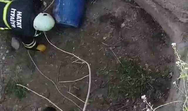 Su kuyusuna düşen oklu kirpiyi itfaiye kurtardı