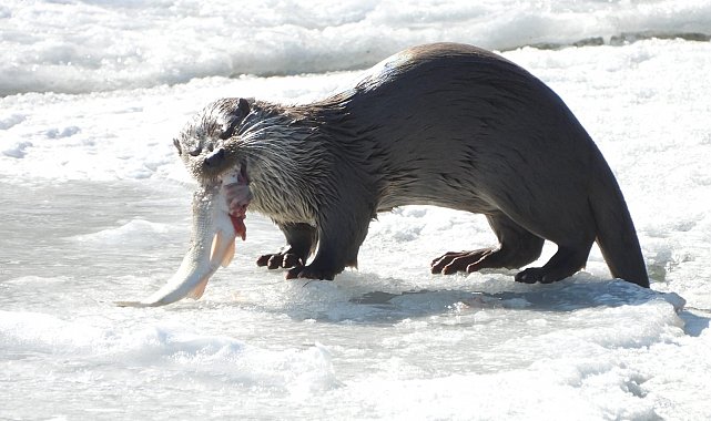 Su Samuru Çoruh'ta avlanırken görüntülendi