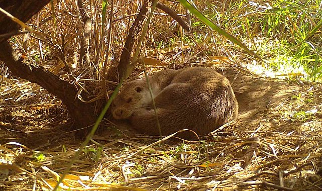 Su samurunun davetsiz misafirleri: Doğanın en özel anları kamerada